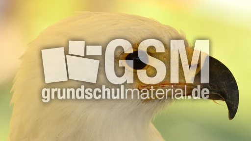 Schrei-Seeadler (6).jpg